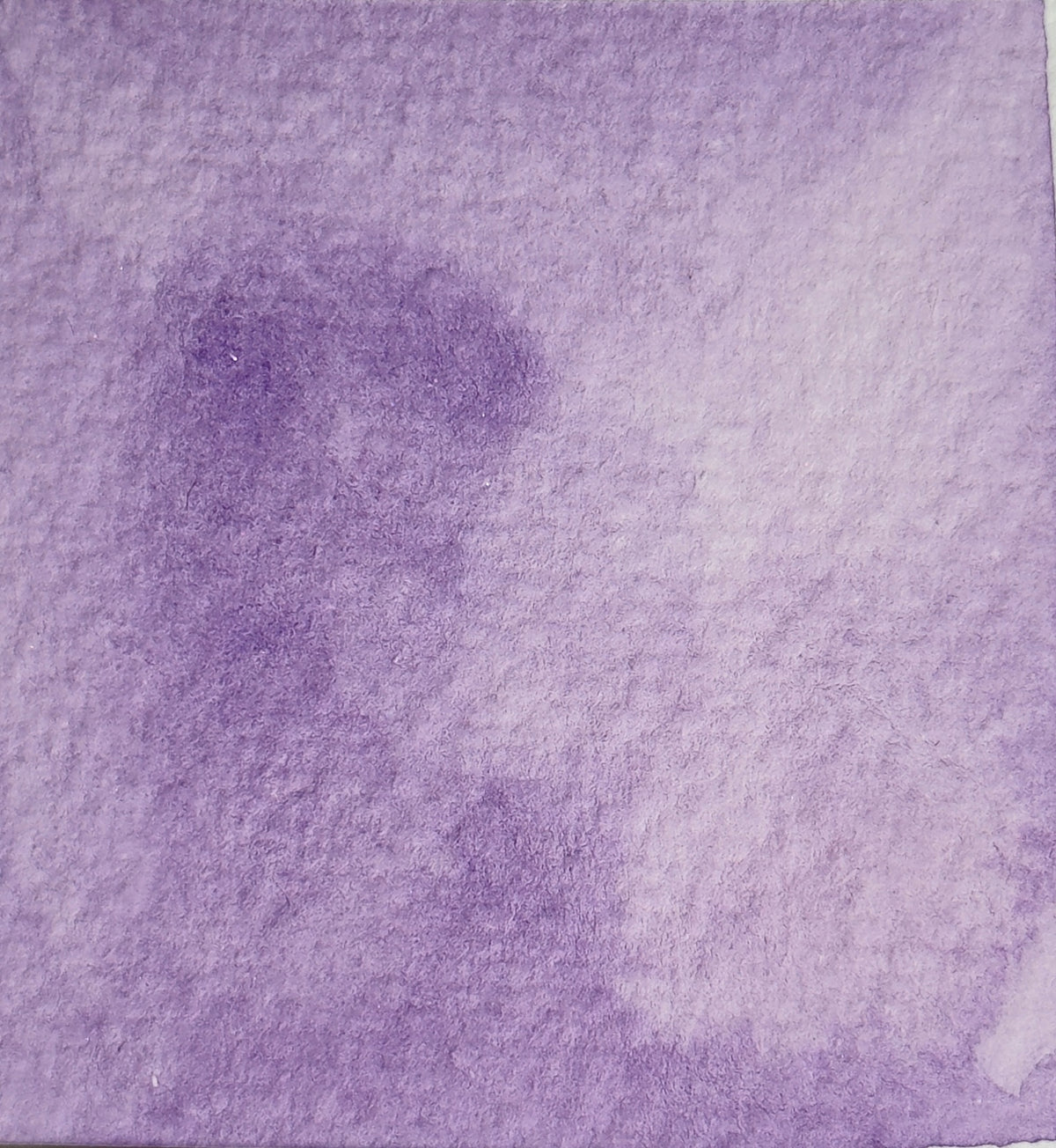Aquarelle artisanale - Glycine du Sud